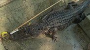 Swamp Jaws
